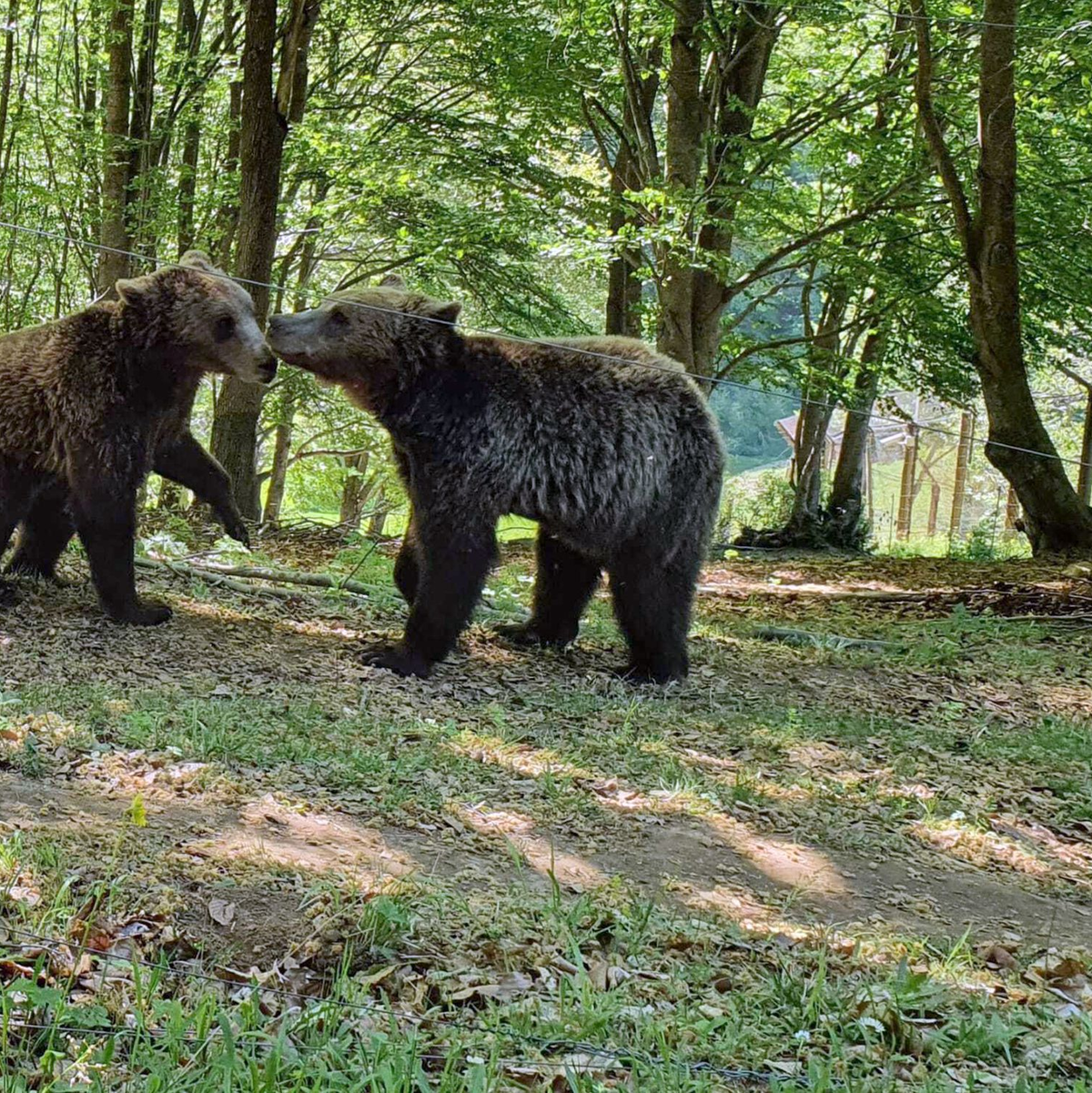 Auch in Griechenland sind die Bären für Menschen ein Problem. - Foto: Takis Tsafos/dpa