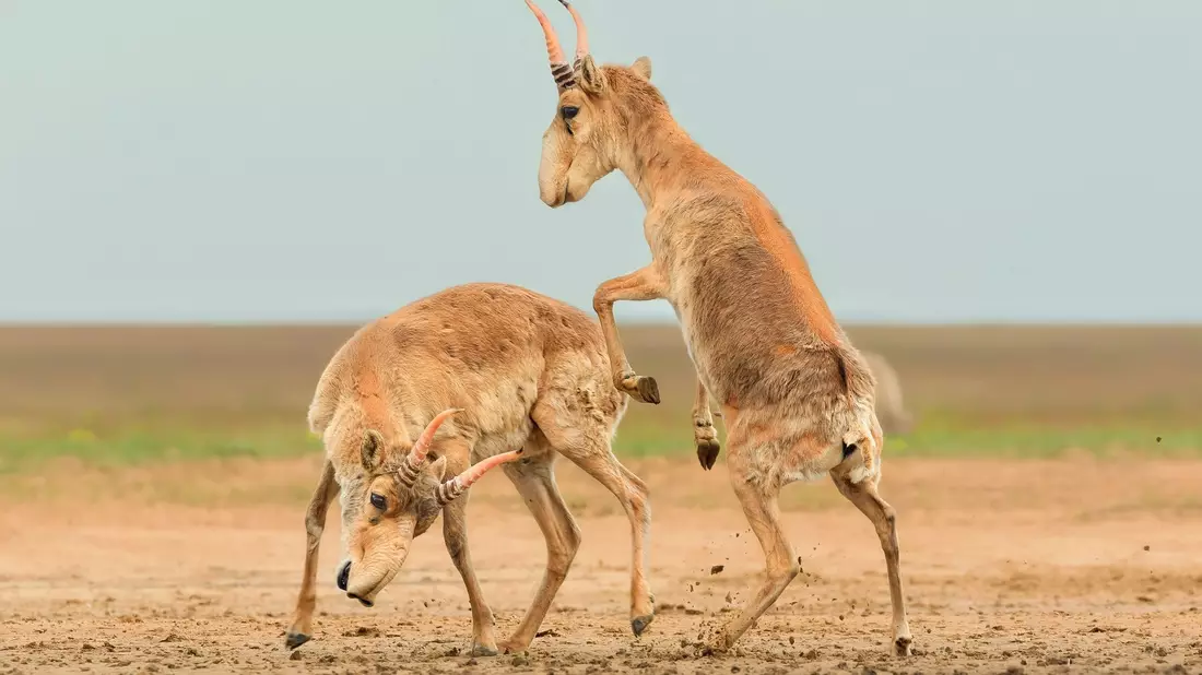 Die Antilopen sind in der zentralasiatischen Steppe beheimatet. - Bild: Andrey Giljov/BMC Journals Image Competition/dpa
