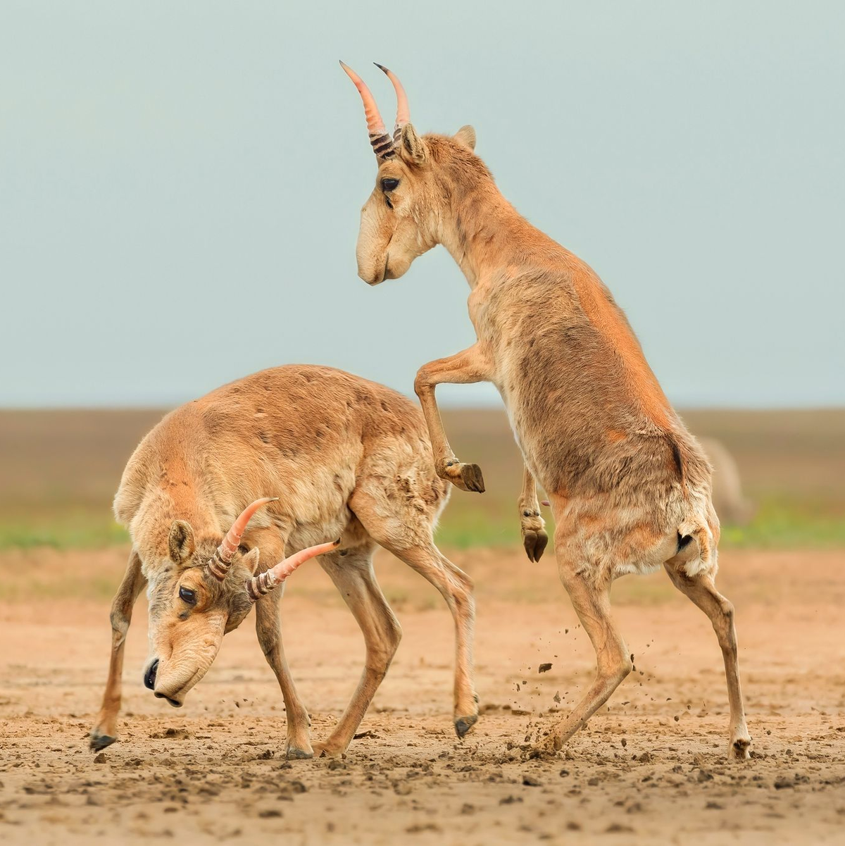 Die Antilopen sind in der zentralasiatischen Steppe beheimatet. - Foto: Andrey Giljov/BMC Journals Image Competition/dpa