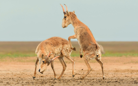 Die Antilopen sind in der zentralasiatischen Steppe beheimatet. - Foto: Andrey Giljov/BMC Journals Image Competition/dpa
