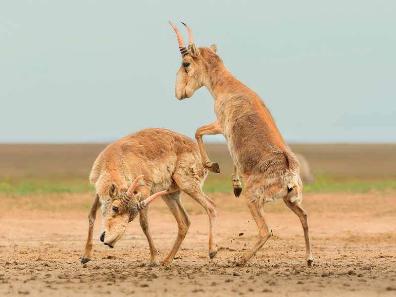 Die Antilopen sind in der zentralasiatischen Steppe beheimatet. - Foto: Andrey Giljov/BMC Journals Image Competition/dpa