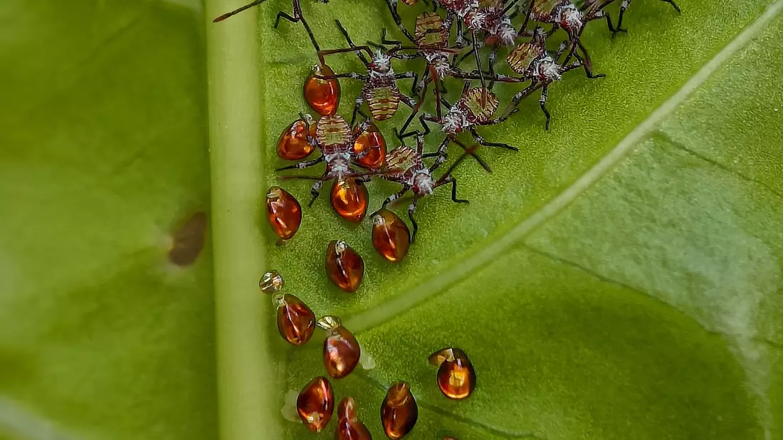 Die Tiere sammeln sich gemeinsam auf der Unterseite des Blattes, wo sie Schutz finden und ungestörter wachsen können. - Bild: Sritam Kumar Sethy/BMC Journals Image Competition/dpa