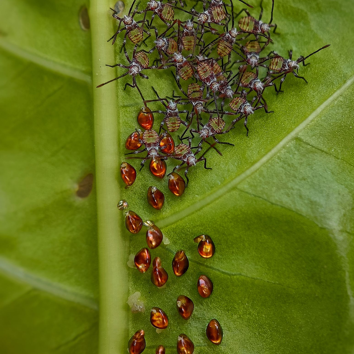 Die Tiere sammeln sich gemeinsam auf der Unterseite des Blattes, wo sie Schutz finden und ungestörter wachsen können. - Foto: Sritam Kumar Sethy/BMC Journals Image Competition/dpa
