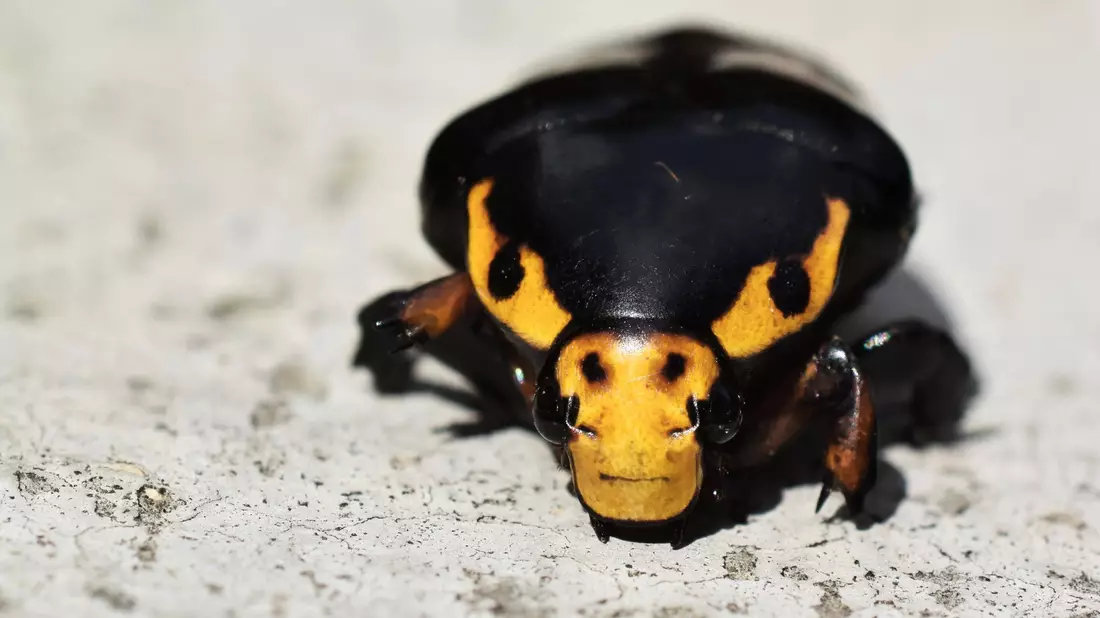 Der Käfer soll sich mit der stierähnlichen Musterung immer wieder Richtung Kameralinse gedreht haben. - Bild: Abhijeet Bayani/BMC Journals Image Competition/dpa
