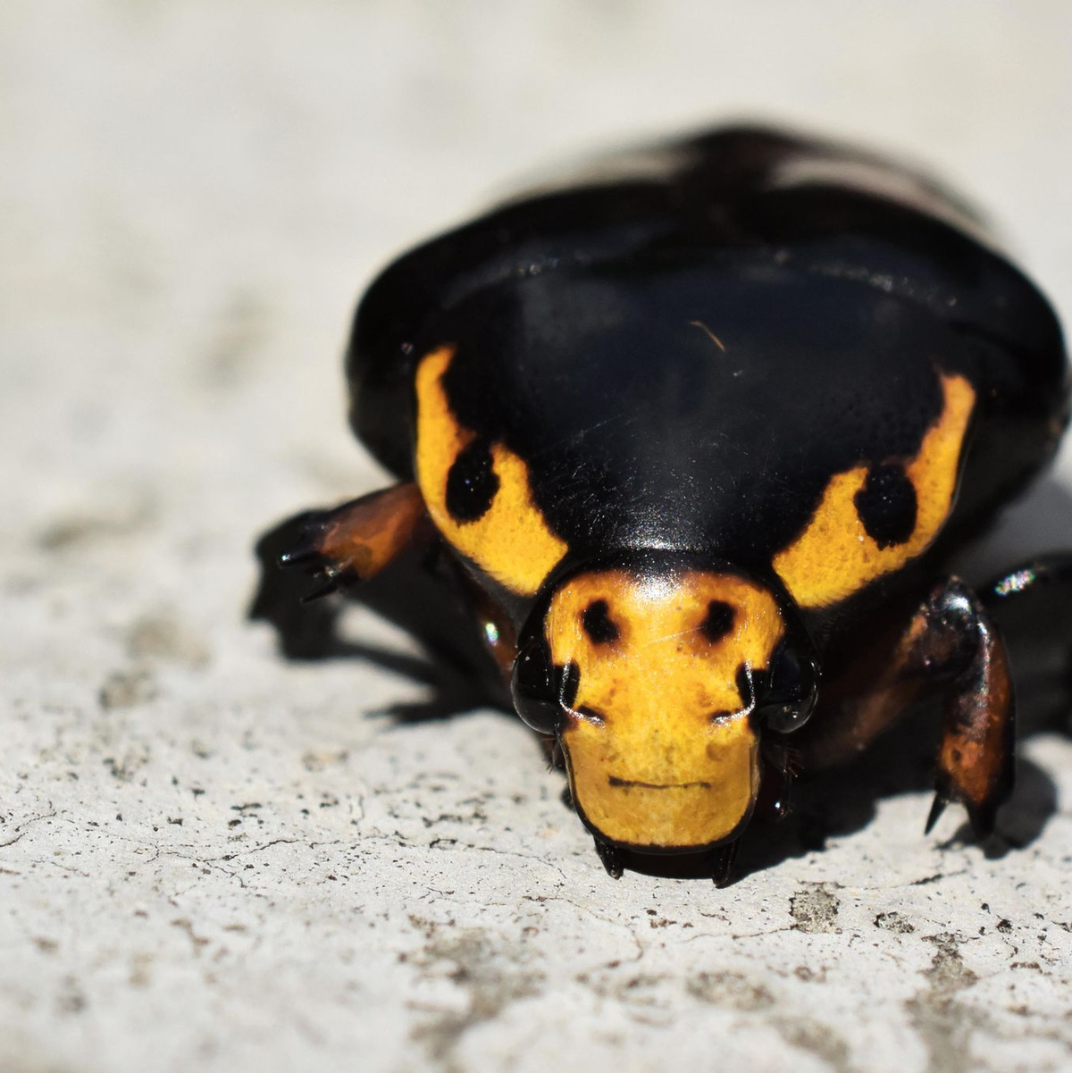 Der Käfer soll sich mit der stierähnlichen Musterung immer wieder Richtung Kameralinse gedreht haben. - Foto: Abhijeet Bayani/BMC Journals Image Competition/dpa