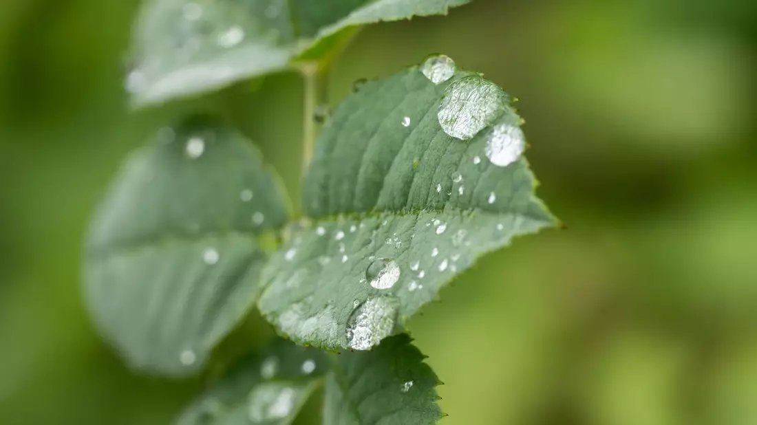 Durch den Regen treiben viele Bäume nun kräftig neue Blätter aus (Archivbild). - Bild: Silas Stein/dpa