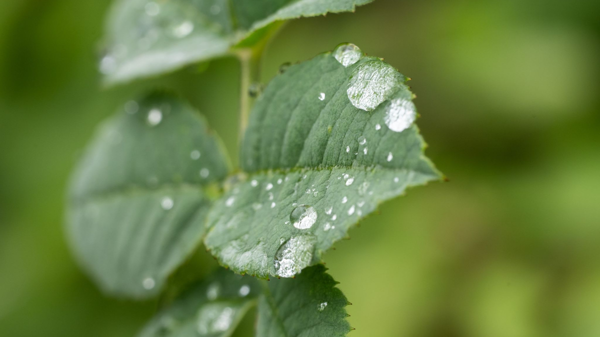 Durch den Regen treiben viele Bäume nun kräftig neue Blätter aus (Archivbild). - Foto: Silas Stein/dpa