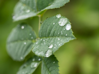 Durch den Regen treiben viele Bäume nun kräftig neue Blätter aus (Archivbild). - Foto: Silas Stein/dpa