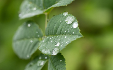 Durch den Regen treiben viele Bäume nun kräftig neue Blätter aus (Archivbild). - Foto: Silas Stein/dpa