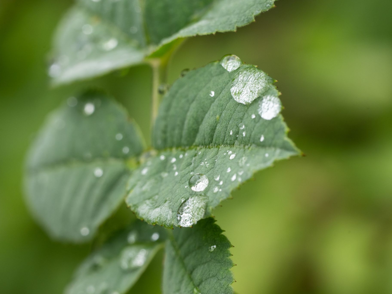 Durch den Regen treiben viele Bäume nun kräftig neue Blätter aus (Archivbild). - Foto: Silas Stein/dpa