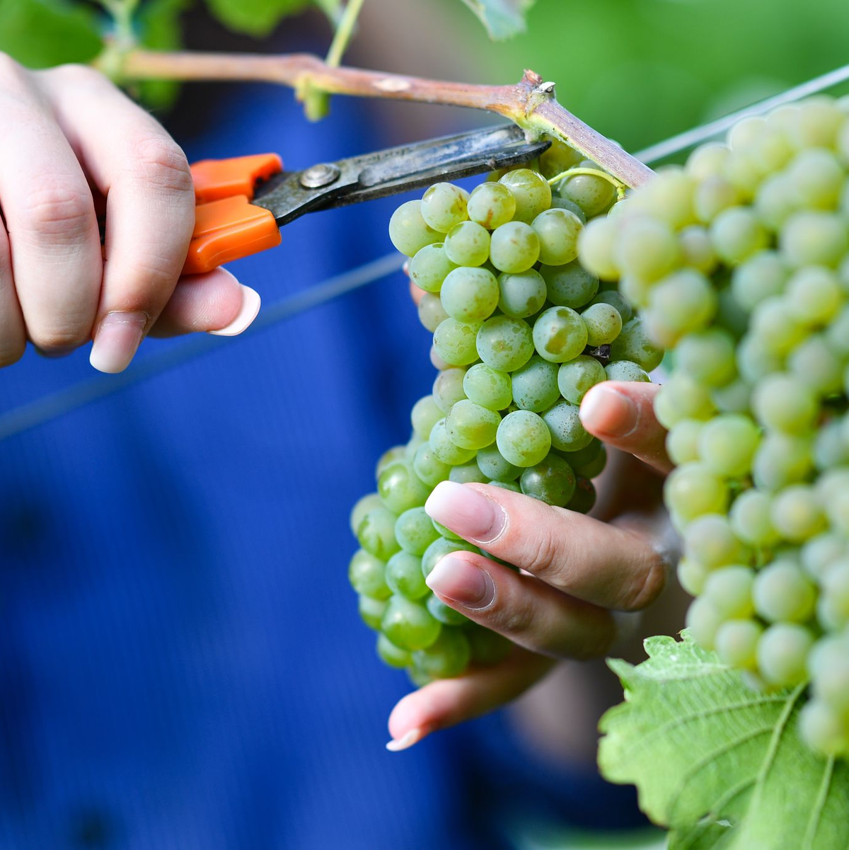 Federweißer gilt als Vorbote eines neuen Weinjahrgangs.  (Archivfoto) - Foto: Uwe Anspach/dpa/dpa-tmn