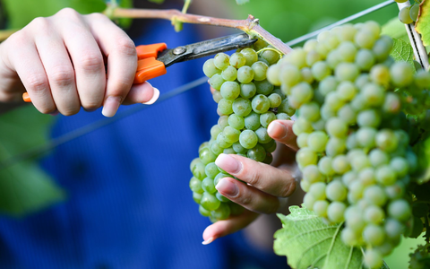 Federweißer gilt als Vorbote eines neuen Weinjahrgangs.  (Archivfoto) - Foto: Uwe Anspach/dpa/dpa-tmn
