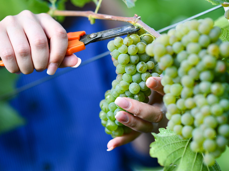 Federweißer gilt als Vorbote eines neuen Weinjahrgangs.  (Archivfoto) - Foto: Uwe Anspach/dpa/dpa-tmn