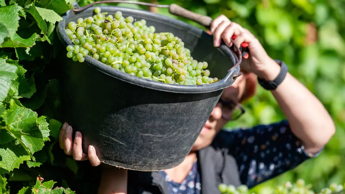 Fast kein Herbstmarkt oder Weinfest kommt ohne Federweißer aus. (Archivfoto) - Bild: Uwe Anspach/dpa