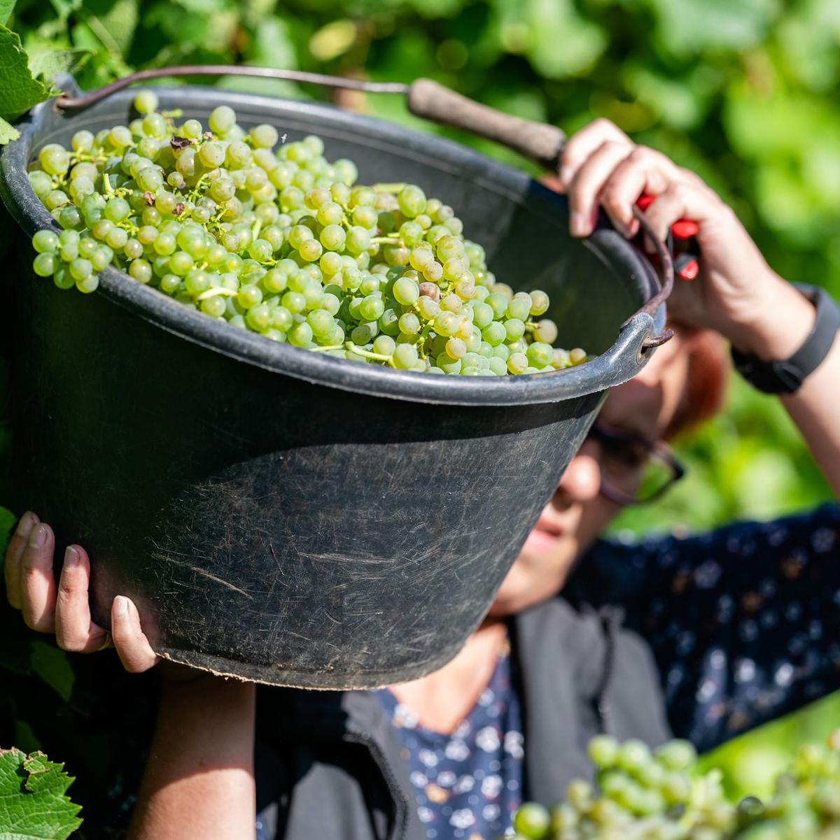 Fast kein Herbstmarkt oder Weinfest kommt ohne Federweißer aus. (Archivfoto) - Foto: Uwe Anspach/dpa