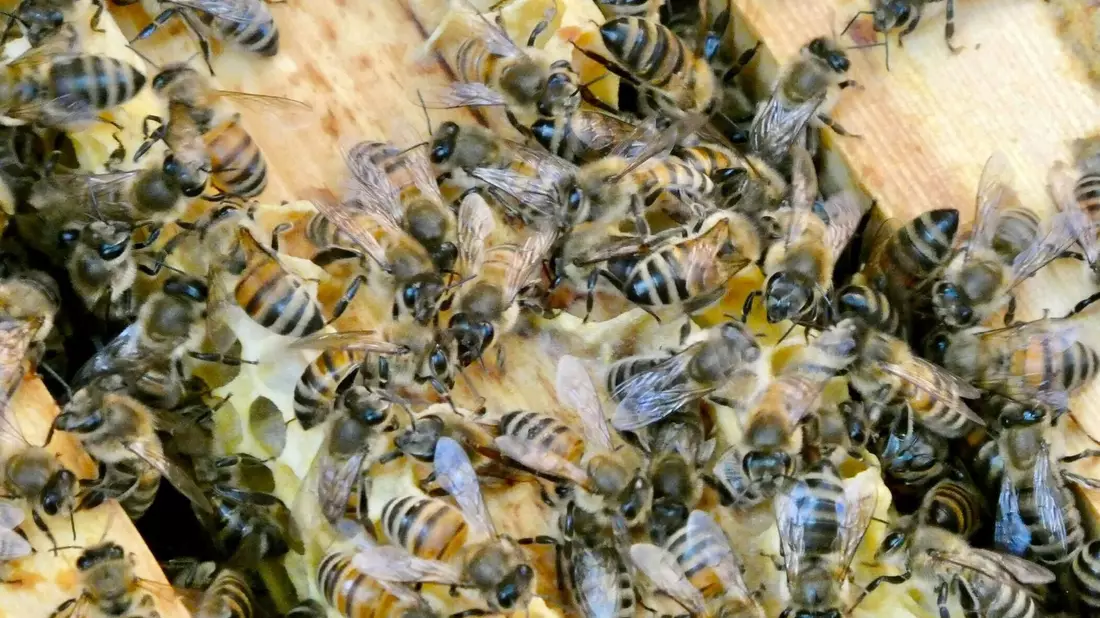 Bienen bringen Pollen in den Bienenstock. (Archivbild) - Bild: Alina Grünky/dpa