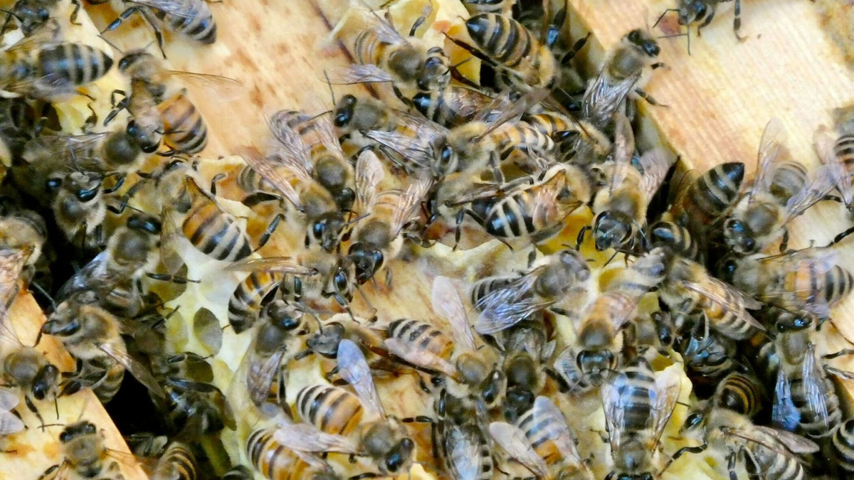 Bienen bringen Pollen in den Bienenstock. (Archivbild) - Foto: Alina Grünky/dpa