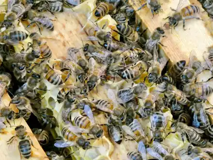Bienen bringen Pollen in den Bienenstock. (Archivbild) - Foto: Alina Grünky/dpa