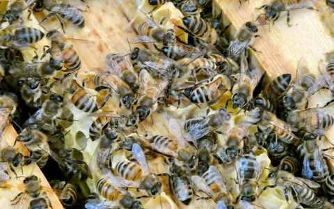 Bienen bringen Pollen in den Bienenstock. (Archivbild) - Foto: Alina Grünky/dpa