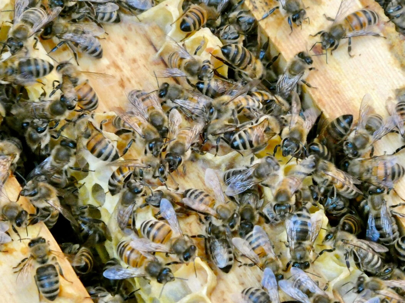 Bienen bringen Pollen in den Bienenstock. (Archivbild) - Foto: Alina Grünky/dpa