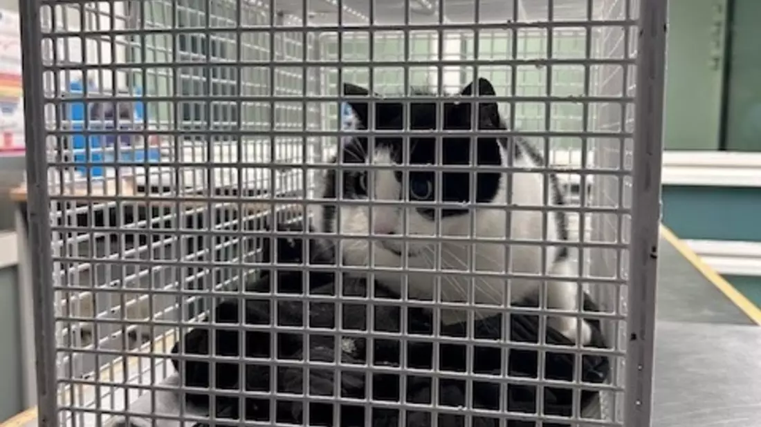 BPOL-HH: Happy End für Katze Lizzy - Besitzerin holt ihre süße Samtpfote aus dem Tierheim ab- - Bild: presseportal.de