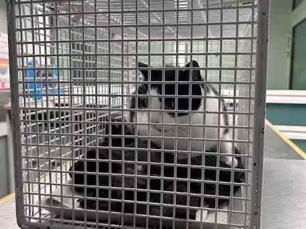 BPOL-HH: Happy End für Katze Lizzy - Besitzerin holt ihre süße Samtpfote aus dem Tierheim ab- - Foto: presseportal.de