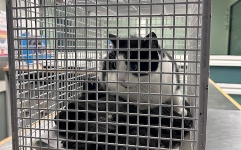 BPOL-HH: Stubentiger fÀhrt alleine mit einer Regionalbahn- Bundespolizei nimmt Katze im Hamburger Hauptbahnhof in Obhut- - Foto: presseportal.de BPOL-HH: Stubentiger fÀhrt alleine mit einer Regionalbahn- Bundespolizei nimmt Katze im Hamburger Hauptbahnhof in Obhut- - Foto: presseportal.de