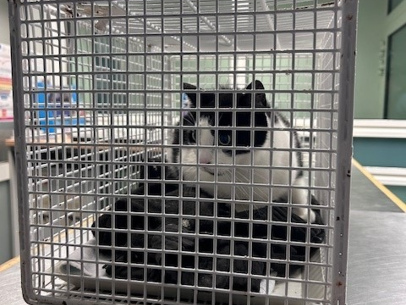 BPOL-HH: Stubentiger fährt alleine mit einer Regionalbahn- Bundespolizei nimmt Katze im Hamburger Hauptbahnhof in Obhut- - Foto: presseportal.de