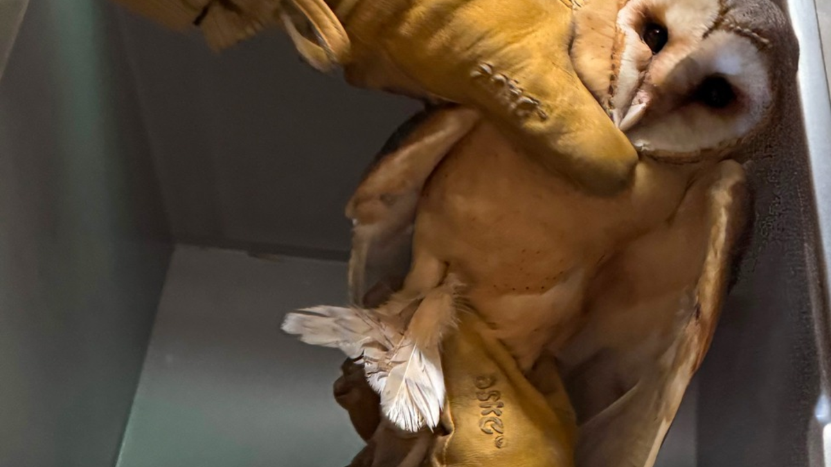 FW Osterholz-Scharm.: Eulenrettung - Foto: presseportal.de