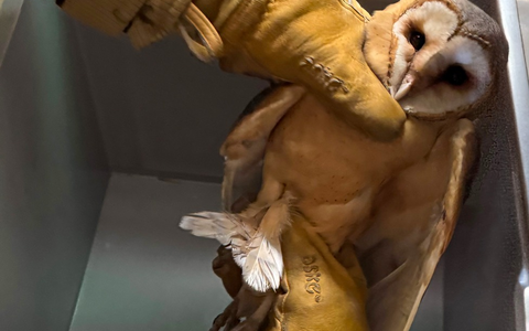 FW Osterholz-Scharm.: Eulenrettung - Foto: presseportal.de