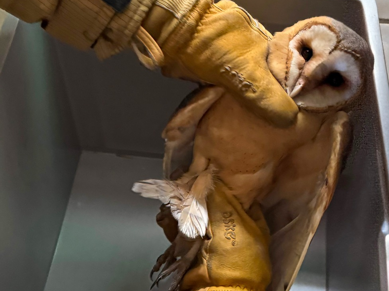 FW Osterholz-Scharm.: Eulenrettung - Foto: presseportal.de