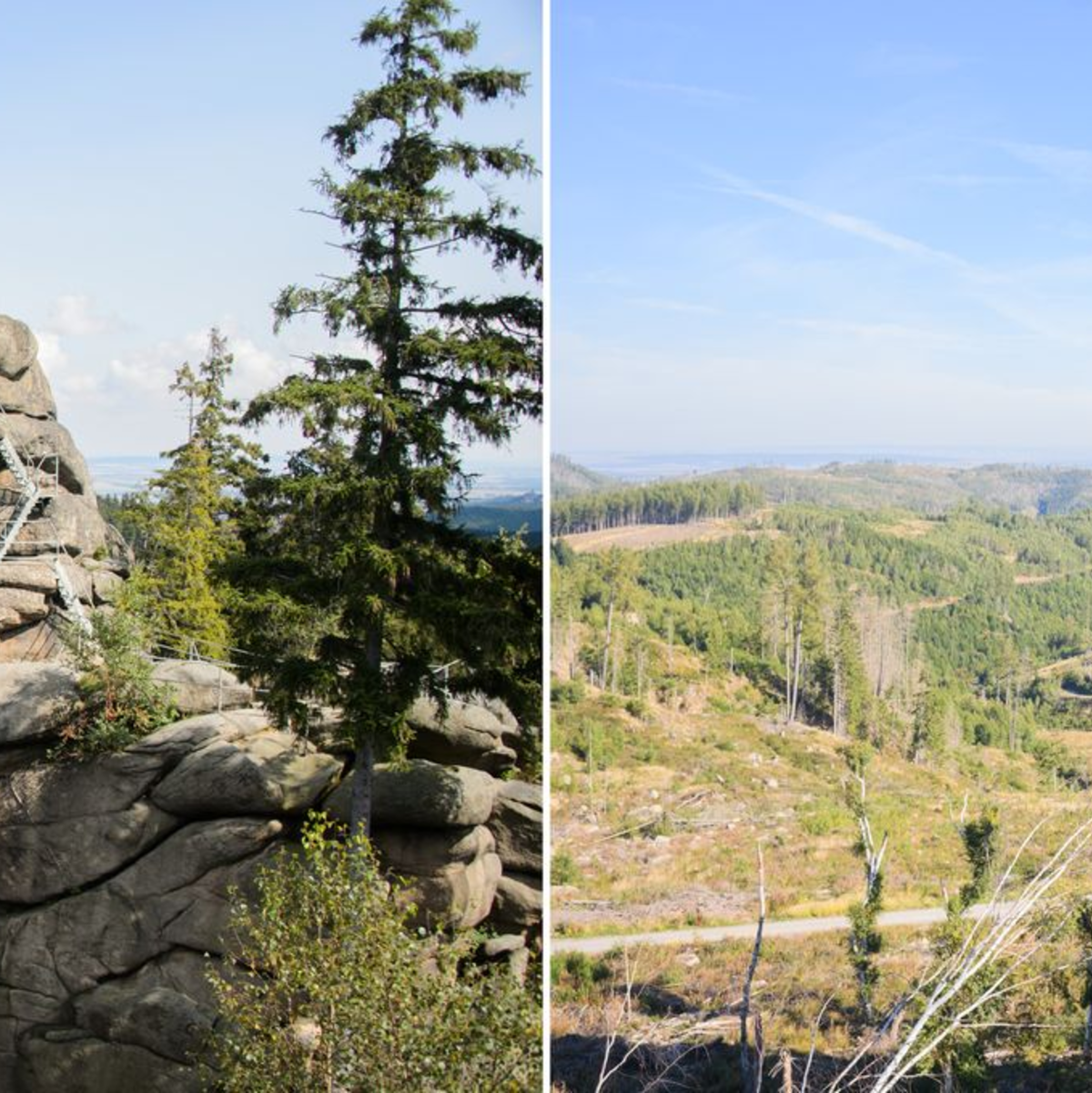 Der Ottofelsen im Harz 2014 und 2023: Seit 2018 gibt es im Harz ein immenses Baumsterben. Damals warf ein Orkan zahlreiche Bäume um. Das Totholz in Verbindung mit der Trockenheit in den vergangenen Jahren führte zu einer besonders starken Ausbreitung des Borkenkäfers und zu einem massiven Fichtensterben. - Foto: Julian Stratenschulte/dpa