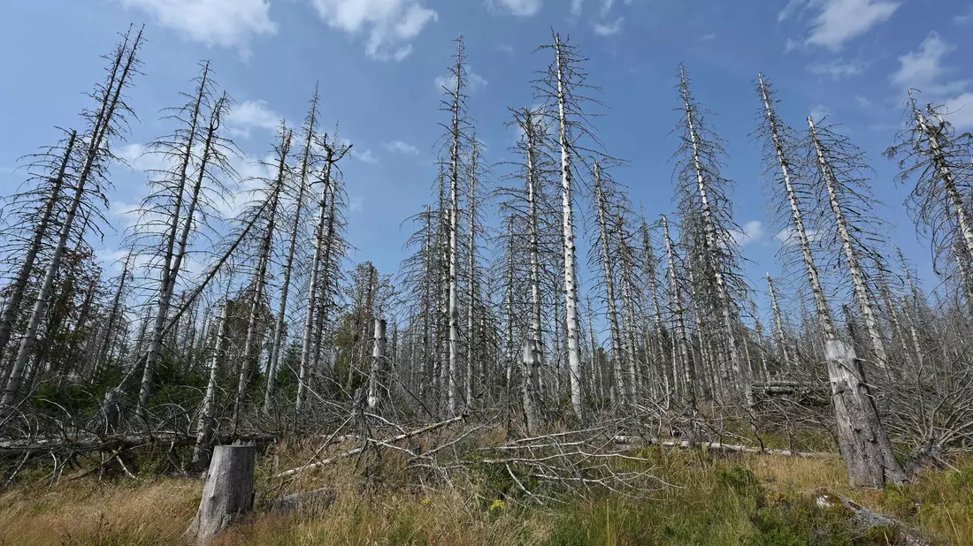 Eine Wanderung durch den Harz bedeutet heute immer auch: Man bekommt sehr viele tote Bäume zu Gesicht, wie auch auf der Aufnahme aus diesem Jahr zu sehen ist.  - Bild: Swen Pförtner/dpa