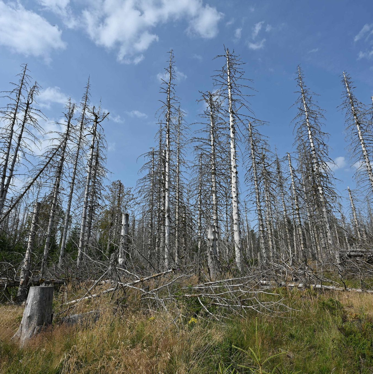 Eine Wanderung durch den Harz bedeutet heute immer auch: Man bekommt sehr viele tote Bäume zu Gesicht, wie auch auf der Aufnahme aus diesem Jahr zu sehen ist.  - Foto: Swen Pförtner/dpa