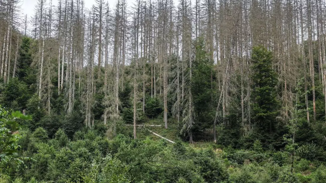 Die Bilder aus der Eifel von 2023 bis 2025 zeigen: Bäume wachsen langsam. Die widerstandsfähigeren Buchen sollen die abgestorbenen Fichten im Laufe der Zeit verdrängen. - Bild: Oliver Berg/dpa