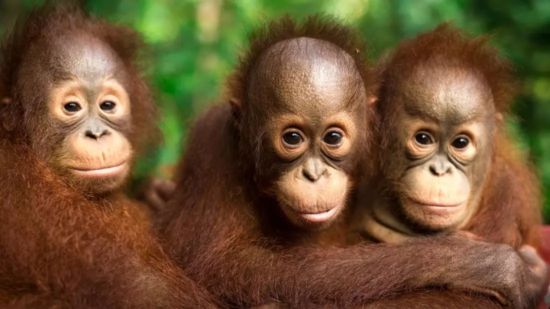 Am 19. August ist Welt-Orang-Utan-Tag.  - Bild: Jayaprakash Bojan/Borneo Orangutan Survival/dpa