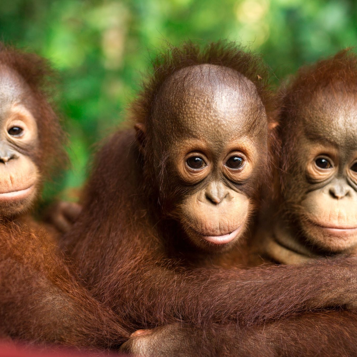 Am 19. August ist Welt-Orang-Utan-Tag.  - Foto: Jayaprakash Bojan/Borneo Orangutan Survival/dpa