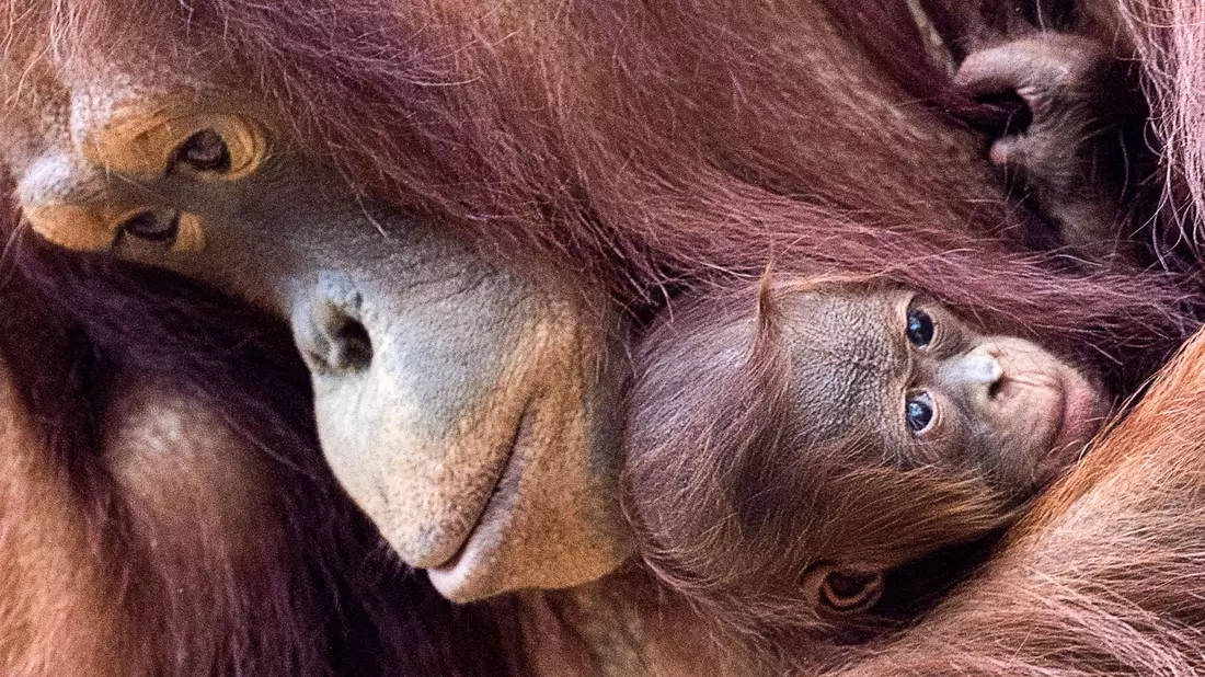 Orang-Utans sind faszinierend und einzigartig - und leben nur auf den Inseln Sumatra und Borneo. (Archivbild) - Bild: Jens Büttner/dpa