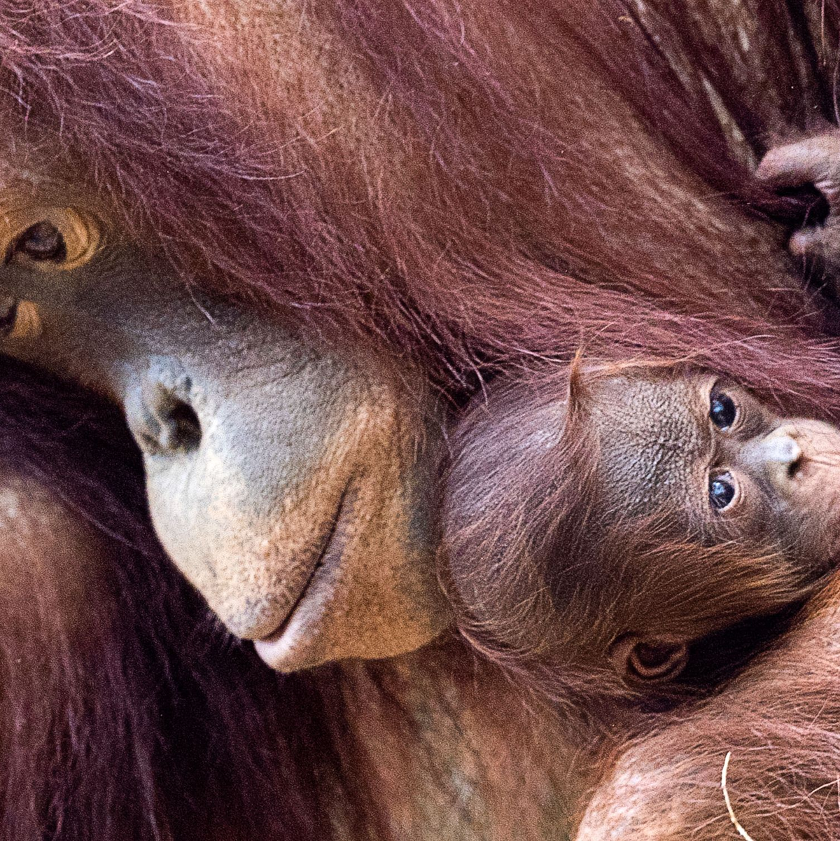 Orang-Utans sind faszinierend und einzigartig - und leben nur auf den Inseln Sumatra und Borneo. (Archivbild) - Foto: Jens Büttner/dpa