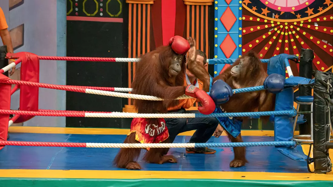 Am 19. August ist Welt-Orang-Utan-Tag.  - Bild: Jayaprakash Bojan/Borneo Orangutan Survival/dpa