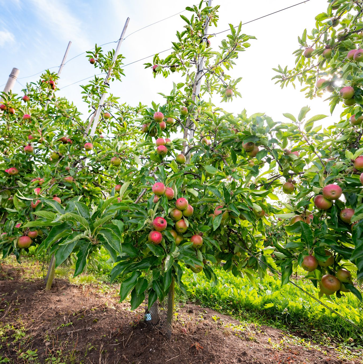 Reichlich Äpfel von heimischen Anbauflächen (Archivbild) - Foto: Jonas Walzberg/dpa