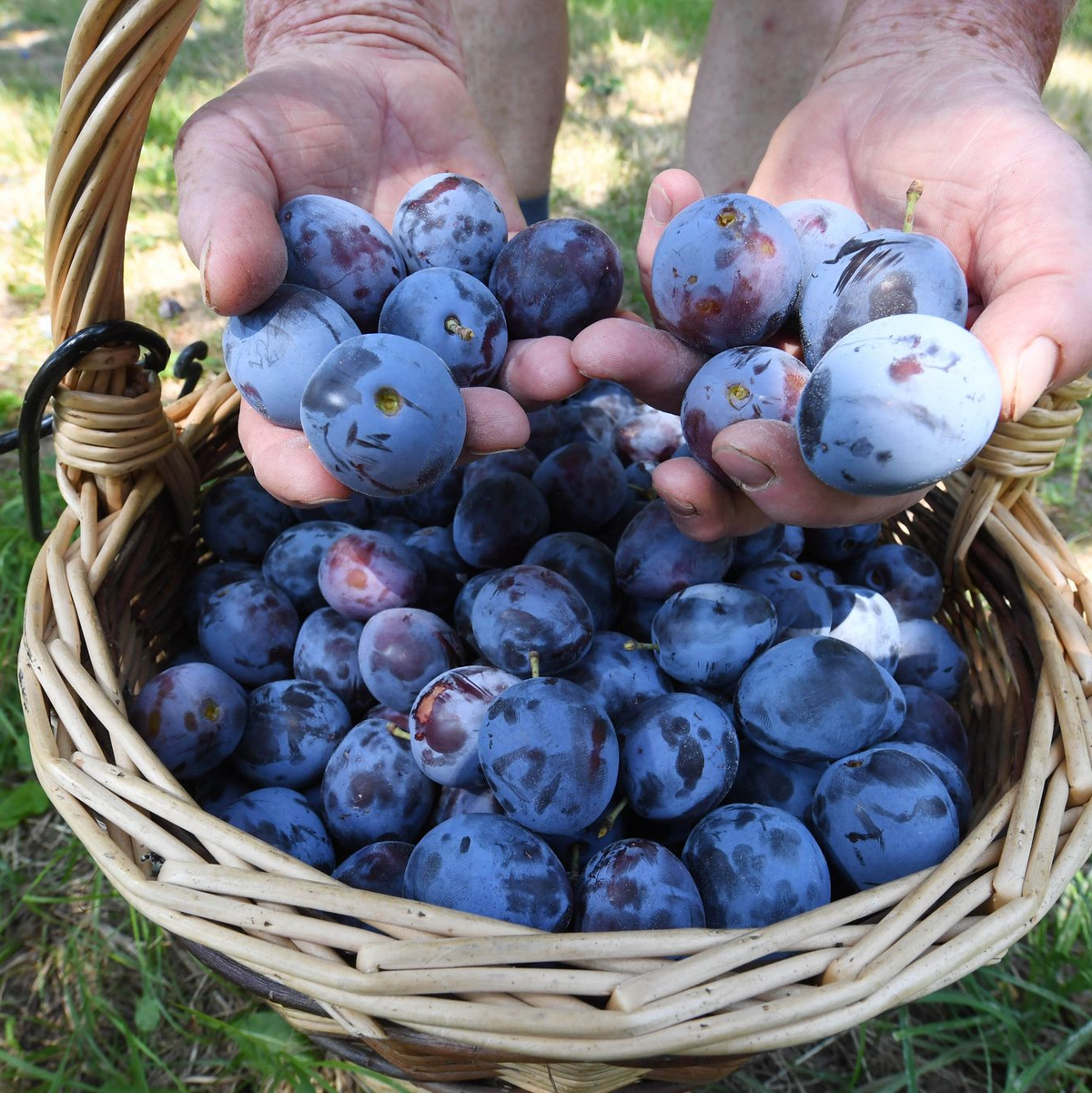 Auch die Pflaumen- und Zwetschgenernte dürfte besser ausfallen (Archivbild) - Foto: Uli Deck/dpa