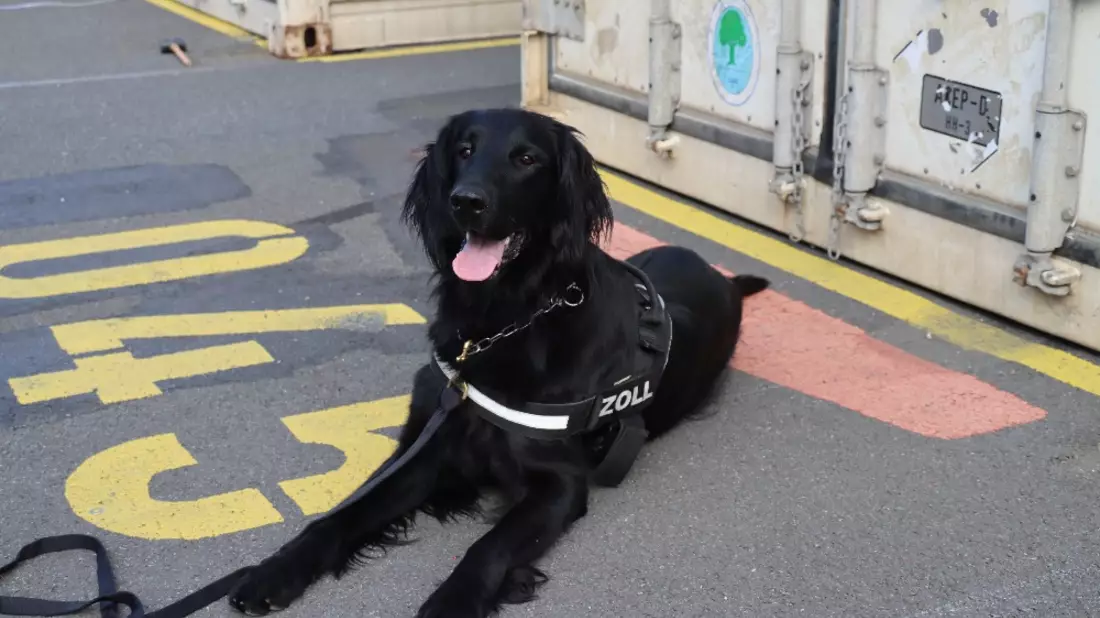 ZOLL-H: - Illegale Einfuhr von 408 kg Cannabis aus Thailand verhindert - Zollhund Emma spürte das Marihuana zwischen einer Ladung Kokosnussschalen auf - Cannabis von mind. 1,2 Millionen Euro Schwarzmarktwert - Bild: presseportal.de