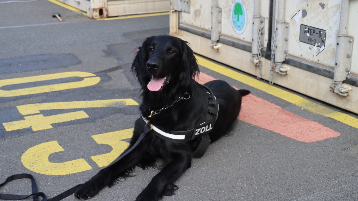 ZOLL-H: - Illegale Einfuhr von 408 kg Cannabis aus Thailand verhindert - Zollhund Emma spürte das Marihuana zwischen einer Ladung Kokosnussschalen auf - Cannabis von mind. 1,2 Millionen Euro Schwarzmarktwert - Foto: presseportal.de
