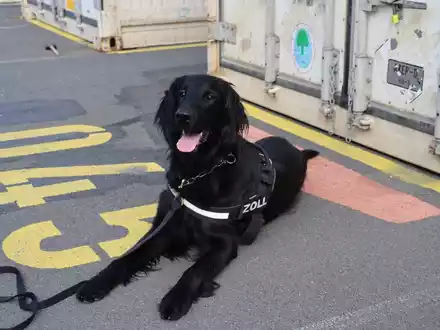 ZOLL-H: - Illegale Einfuhr von 408 kg Cannabis aus Thailand verhindert - Zollhund Emma spürte das Marihuana zwischen einer Ladung Kokosnussschalen auf - Cannabis von mind. 1,2 Millionen Euro Schwarzmarktwert - Foto: presseportal.de
