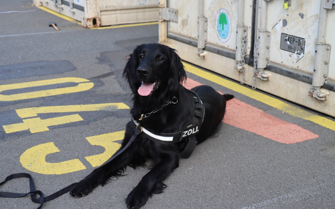 ZOLL-H: - Illegale Einfuhr von 408 kg Cannabis aus Thailand verhindert - Zollhund Emma spürte das Marihuana zwischen einer Ladung Kokosnussschalen auf - Cannabis von mind. 1,2 Millionen Euro Schwarzmarktwert - Foto: presseportal.de ZOLL-H: - Illegale Einfuhr von 408 kg Cannabis aus Thailand verhindert - Zollhund Emma spürte das Marihuana zwischen einer Ladung Kokosnussschalen auf - Cannabis von mind. 1,2 Millionen Euro Schwarzmarktwert - Foto: presseportal.de