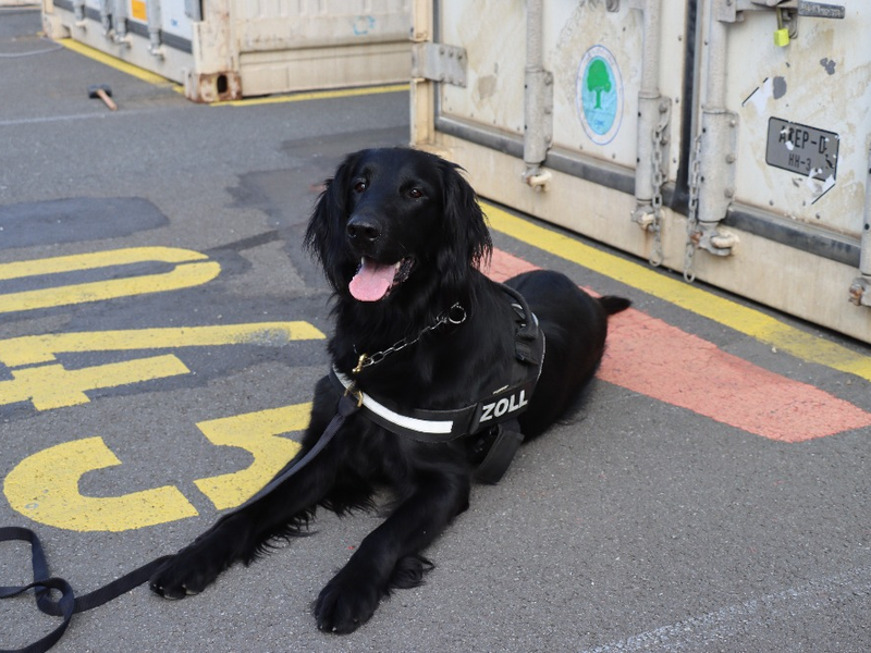 ZOLL-H: - Illegale Einfuhr von 408 kg Cannabis aus Thailand verhindert - Zollhund Emma spürte das Marihuana zwischen einer Ladung Kokosnussschalen auf - Cannabis von mind. 1,2 Millionen Euro Schwarzmarktwert - Foto: presseportal.de