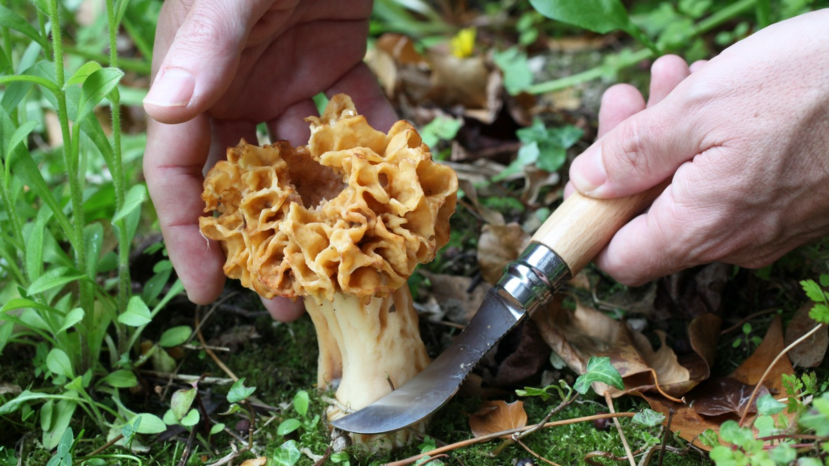 Erfolgreich durch die Pilzsaison: Diese Details machen beim Messer den Unterschied - Foto: presseportal.de