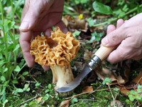 Erfolgreich durch die Pilzsaison: Diese Details machen beim Messer den Unterschied - Foto: presseportal.de