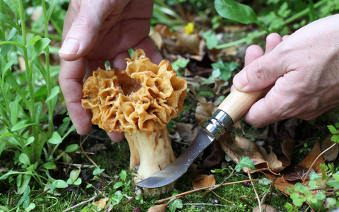 Erfolgreich durch die Pilzsaison: Diese Details machen beim Messer den Unterschied - Foto: presseportal.de Erfolgreich durch die Pilzsaison: Diese Details machen beim Messer den Unterschied - Foto: presseportal.de